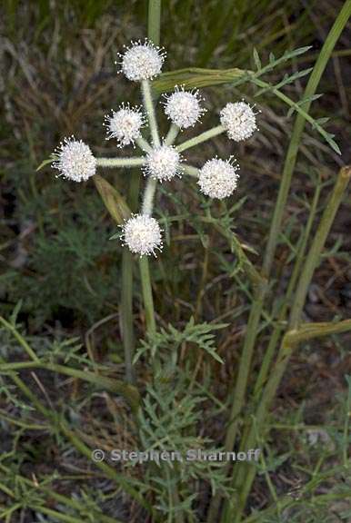 Angelica capitellata 2 graphic